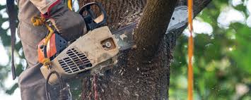 Best Firewood Processing and Delivery  in Sound Beach, NY