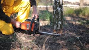 How Our Tree Care Process Works  in  Sound Beach, NY