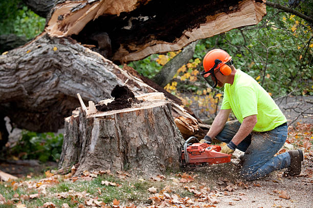 Best Commercial Tree Services  in Sound Beach, NY