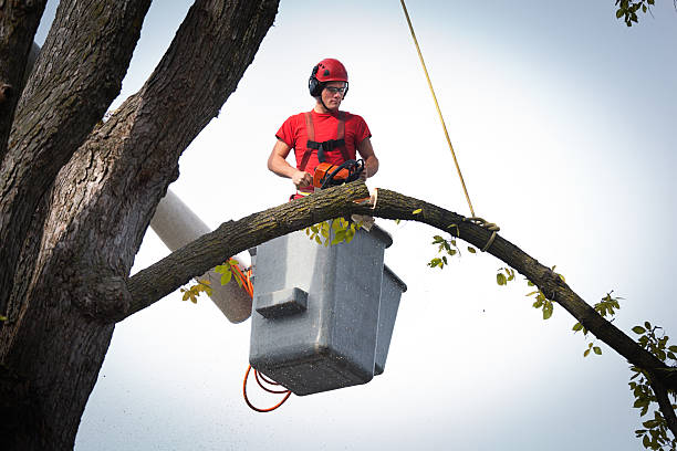 Best Storm Damage Tree Cleanup  in Sound Beach, NY