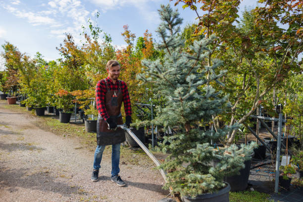 Sound Beach, NY Tree Removal Company