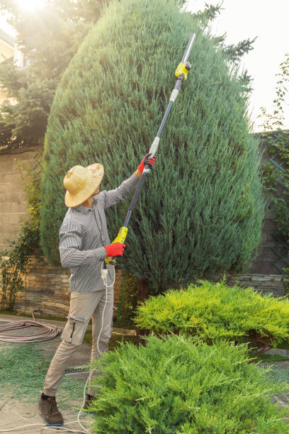 Best Tree and Shrub Care  in Sound Beach, NY